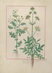 Illustration du Livre des simples médecines par Mattheaus Platearius, c.1470